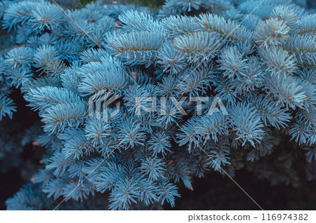 dense blue spruce foliage close-up 116974382