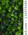 Dense foliage of ivy leaves, with their vibrant green color 116974389