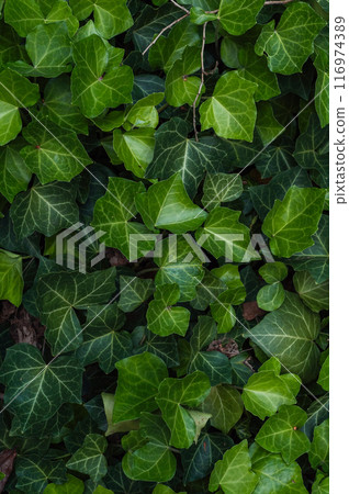 Dense foliage of ivy leaves, with their vibrant green color Dense foliage of ivy leaves, with their vibrant green color 116974389