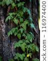 flourishing ivy plants crawling over bark of tree in natural 116974400