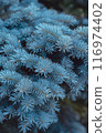rich foliage of blue spruce tree 116974402