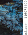 dense blue spruce foliage close-up 116974409