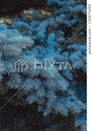 dense blue spruce foliage close-up 116974409