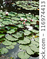 A tranquil pond features blooming water lilies with pink and 116974413