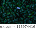 lush green grass background with little blue flower in 116974416