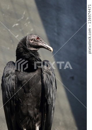 Black Vulture looking sideways 116974471