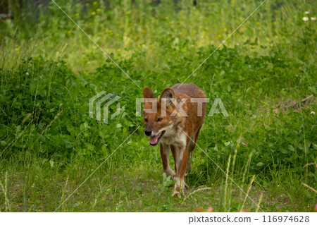 Indian wild dog pose in the nature habitat 116974628