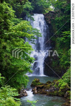 Early summer in Nikaho City, Akita Prefecture: Fresh greenery in Naso no Shirataki Falls Early summer in Nikaho City, Akita Prefecture: Fresh greenery in Naso no Shirataki Falls 116974629