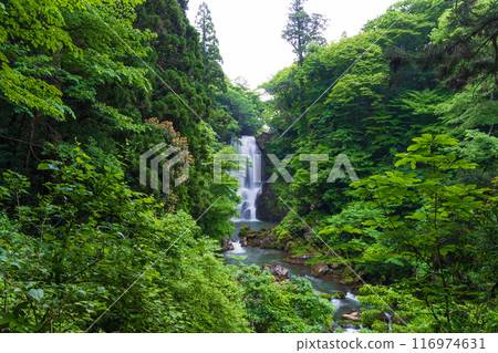 Early summer in Nikaho City, Akita Prefecture: Fresh greenery in Naso no Shirataki Falls Early summer in Nikaho City, Akita Prefecture: Fresh greenery in Naso no Shirataki Falls 116974631