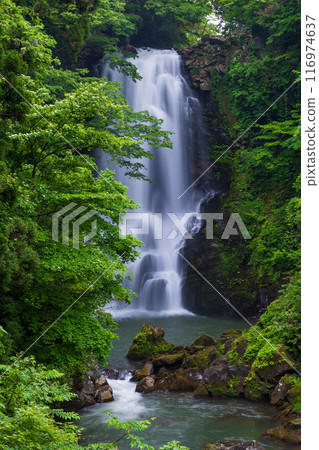 Early summer in Nikaho City, Akita Prefecture: Fresh greenery in Naso no Shirataki Falls Early summer in Nikaho City, Akita Prefecture: Fresh greenery in Naso no Shirataki Falls 116974637