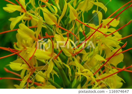 Yellow flower plant with green nature background. Yellow flower plant with green nature background. 116974647