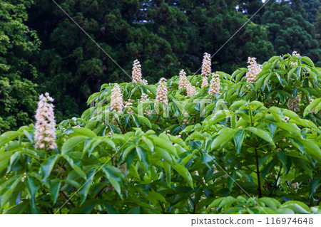 Early summer in Nikaho City, Akita Prefecture. Fresh greenery in Naso no Shirataki and horse chestnut trees. Early summer in Nikaho City, Akita Prefecture. Fresh greenery in Naso no Shirataki and horse chestnut trees. 116974648