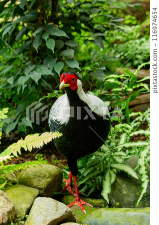 male silver pheasant, native to Thailand 116974654