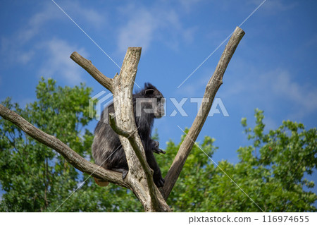 Chimpanzee Relaxing on a Tree Branch Chimpanzee Relaxing on a Tree Branch 116974655