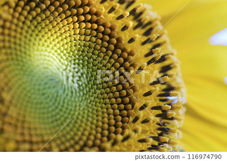 Close-up sunflower flower Close-up sunflower flower 116974790