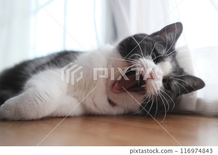 打呵欠的貓 116974843