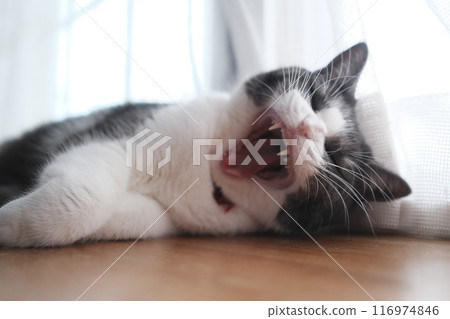Yawning cat 116974846