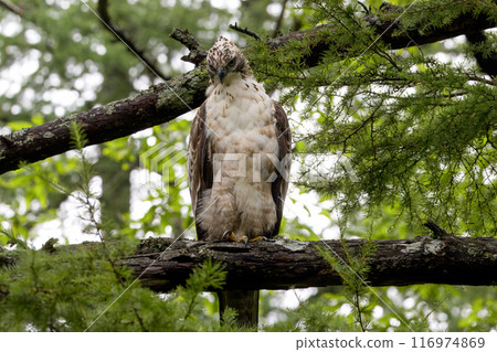 年輕的黑鷹鷹棲息在樹枝上 年輕的黑鷹鷹棲息在樹枝上 116974869