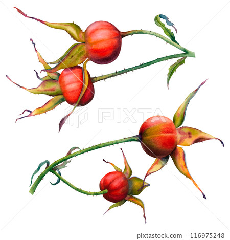 A branches of Dog rose with two red berries. Hand drawn watercolor botanical illustration of rose hips isolated on white background. Clipart for packaging, cosmetics, perfume, labels, invitations. 116975248