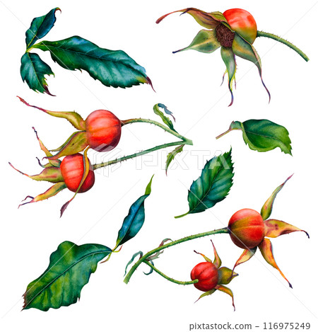 Set of green leaves, wild rose stems, rose hips. Watercolor hand drawn illustration of greenery and berries on a white background. The set is perfect for packaging, invitations, cards, posters, logos. Set of green leaves, wild rose stems, rose hips. Watercolor hand drawn illustration of greenery and berries on a white background. The set is perfect for packaging, invitations, cards, posters, logos. 116975249