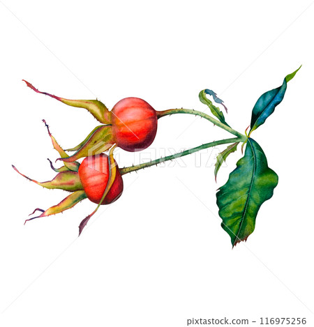 A branch of dog rose with red berries and green leaves. Hand drawn watercolor botanical illustration of rose hips isolated on white background. Suitable for tea packaging, cosmetics, jam labels, food. 116975256