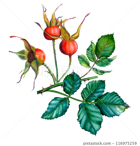 A branch of dog rose with red berries and green leaves. Hand drawn watercolor botanical illustration of rose hips isolated on white background. Suitable for tea packaging, cosmetics, jam labels, food. 116975259