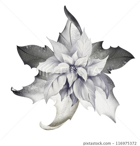 Watercolor Christmas Poinsettia. Winter xmas decoration on isolated background. White flower in vintage style. Hand drawn floral arrangement for New Year cards and gifts. 116975372