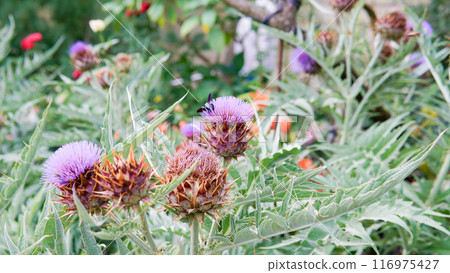 lay cardun blossom decorative dry cynara flat space violet copy order composition daylight lay cardun blossom decorative dry cynara flat space violet copy order composition daylight 116975427