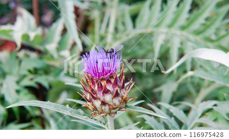 cardun daylight cynara violet order decorative lay dry blossom copy space composition flat 116975428