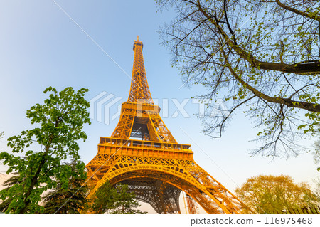 Eiffel Tower bottom-up view in the sunny morning. Paris, France Eiffel Tower bottom-up view in the sunny morning. Paris, France 116975468