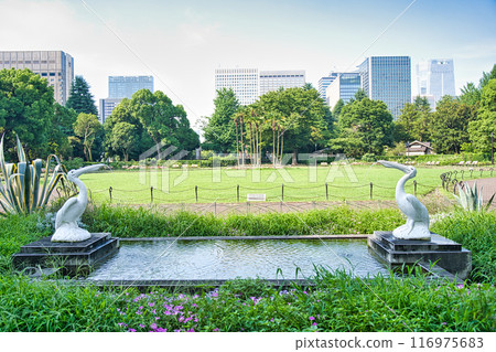 Pelicans in Hibiya Park Pelicans in Hibiya Park 116975683