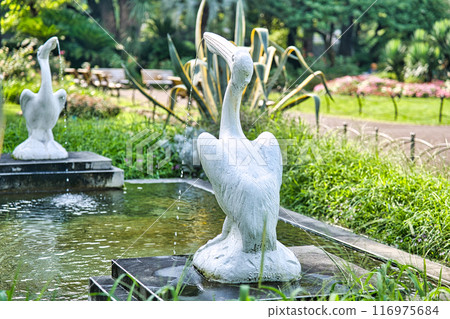 Pelicans in Hibiya Park 116975684