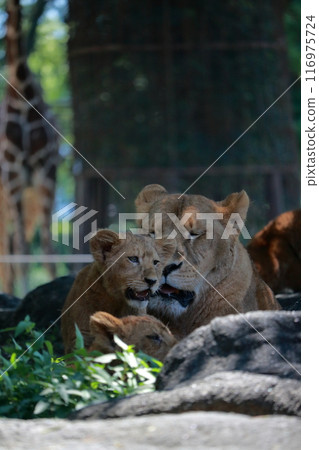 獅子父母和幼崽炎熱的夏天 獅子父母和幼崽炎熱的夏天 116975724