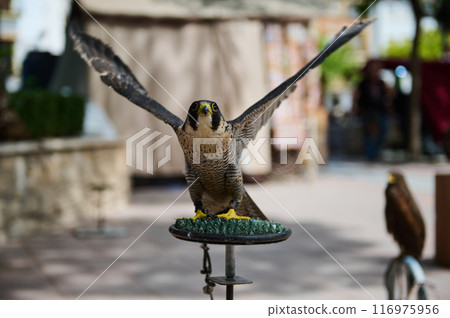 Peregrine falcon with wings spread perched on a stand in an outdoor environment 116975956