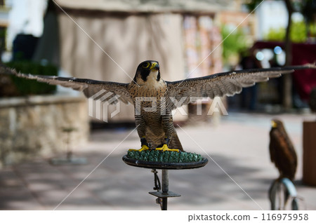 Peregrine falcon with wings outstretched perched on a stand in an outdoor setting Peregrine falcon with wings outstretched perched on a stand in an outdoor setting 116975958