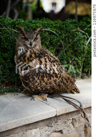 Majestic Eurasian eagle-owl perched in a natural setting with lush greenery 116975979