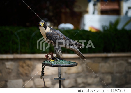 Close-up of a focused falcon perched on a stand with prey outdoors Close-up of a focused falcon perched on a stand with prey outdoors 116975981