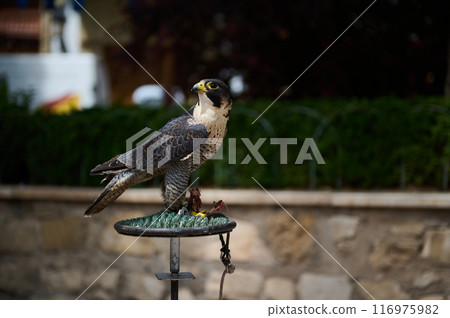 Majestic falcon perched on a stand in a natural outdoor setting Majestic falcon perched on a stand in a natural outdoor setting 116975982