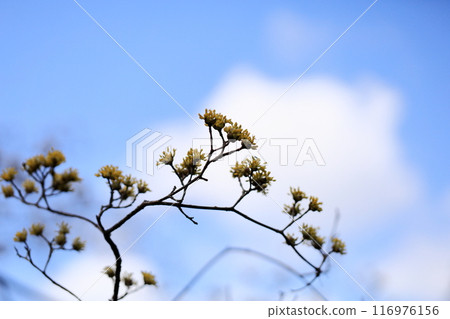 Flower of Sanshui 116976156