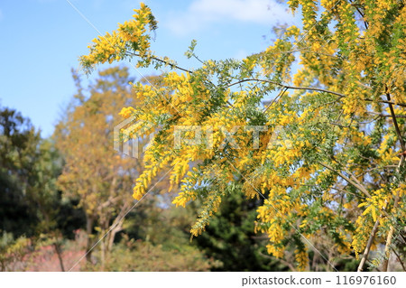 相思花盛開 相思花盛開 116976160