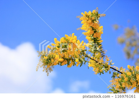 相思花盛開 相思花盛開 116976161