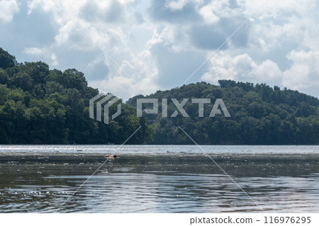 A gorgeous view of water near trees and plants at a local park in Minnesota. A gorgeous view of water near trees and plants at a local park in Minnesota. 116976295