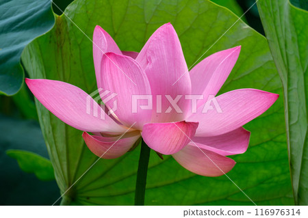 Lotus petals 116976314