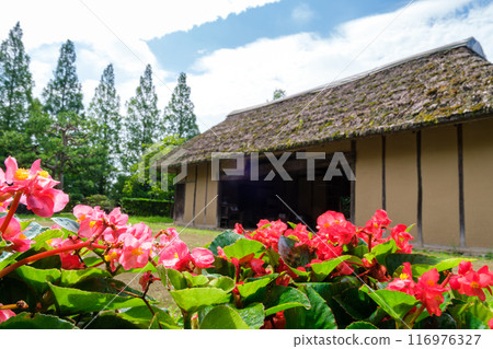 老房子裡的海棠 老房子裡的海棠 116976327