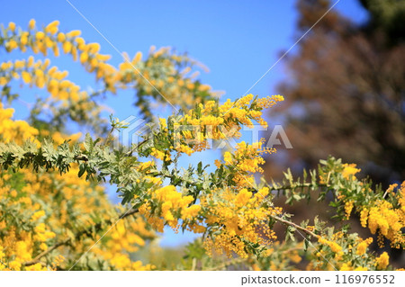 Silver acacia flowers in full bloom 116976552