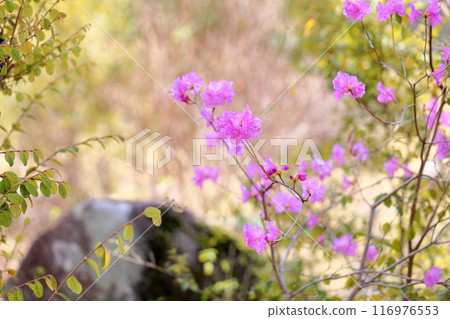 玄界杜鵑花盛開 玄界杜鵑花盛開 116976553