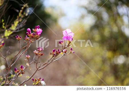 著名的花朵 著名的花朵 116976556