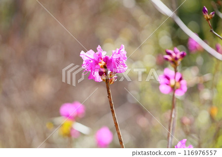 玄界杜鵑花盛開 玄界杜鵑花盛開 116976557