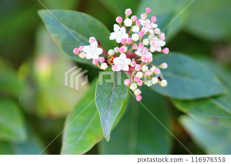 Vivanumu Tinus花 116976558