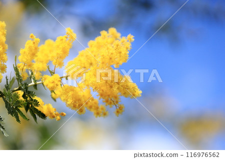 Silver acacia flowers in full bloom Silver acacia flowers in full bloom 116976562
